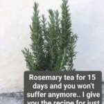 Everybody has this plant, but most people don’t know its secret power