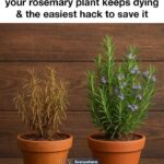 NEVER use magnesium if you are taking any of the following m…