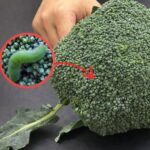 32 Warning Signs of Magnesium Deficiency and Foods to Boost Your Levels Naturally