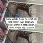 Strange Brown Piles in a Bedroom