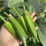 Papaya is pleasing to everyone, while its seeds are surprising…See more