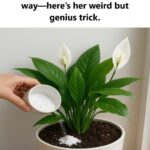 The plant that “prays” to attract luck and prosperity to your home.