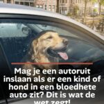 5 dingen die je nooit met je hond mag doen