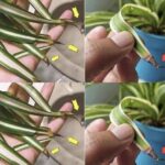 Rosemary: a natural morphine for muscle and joint pain. I’ve included the full RECIPE and the correct way to use it in the first comment. To continue receiving my natural recipes, just leave a comment.. Thank you!