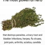 A true treasure of nature! How can this plant brighten your skin and reduce wrinkles?