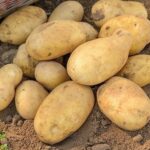 Doctors reveal that eating cashews causes … see more