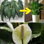 Never uproot this plant if it appears in your garden.