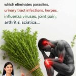 Doctors reveal that eating avocados causes…