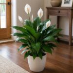 It is one of the most powerful plants in the world.