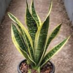 Peace lily: thanks to this one ingredient, it will bloom for up to 10 years in a row.