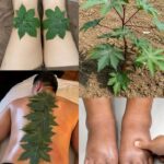 If you have this plant in your house, then you have… see more