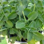 This vegetable restores vision and cleanses fat from the colon and liver.