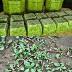 # My neighbor taught me this trick to clean green algae off siding with 0 effort. Here’s how it works