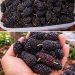 Blackberry Cobbler