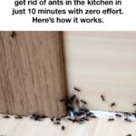 Ants can’t stand it! Use it to keep them away for good.
