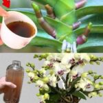 Never uproot this plant if it appears in your garden.