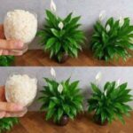 Magnificent!! 2 spoons can load so many flowers (any plant)