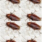 Why Daily Showers After 65 May Do More Harm Than Good