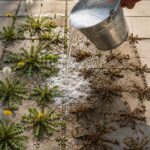 My Grandpa Taught Me This Simple Trick to Eliminate Weeds in Just 10 Minutes — With Almost Zero Effort