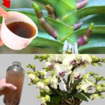 Stop Throwing Away Bananas! This Trick Keeps Them Fresh for 24 Months