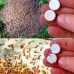 Homemade floor cleaner: with this mixture your floor will look like new.