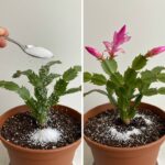 HOMEMADE OVEN CLEANER