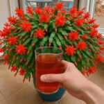 Learn How to Clean 15 Kilograms of Waste from Your Colon in One Night