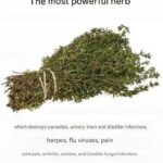 How to make a super effective homemade herbicide